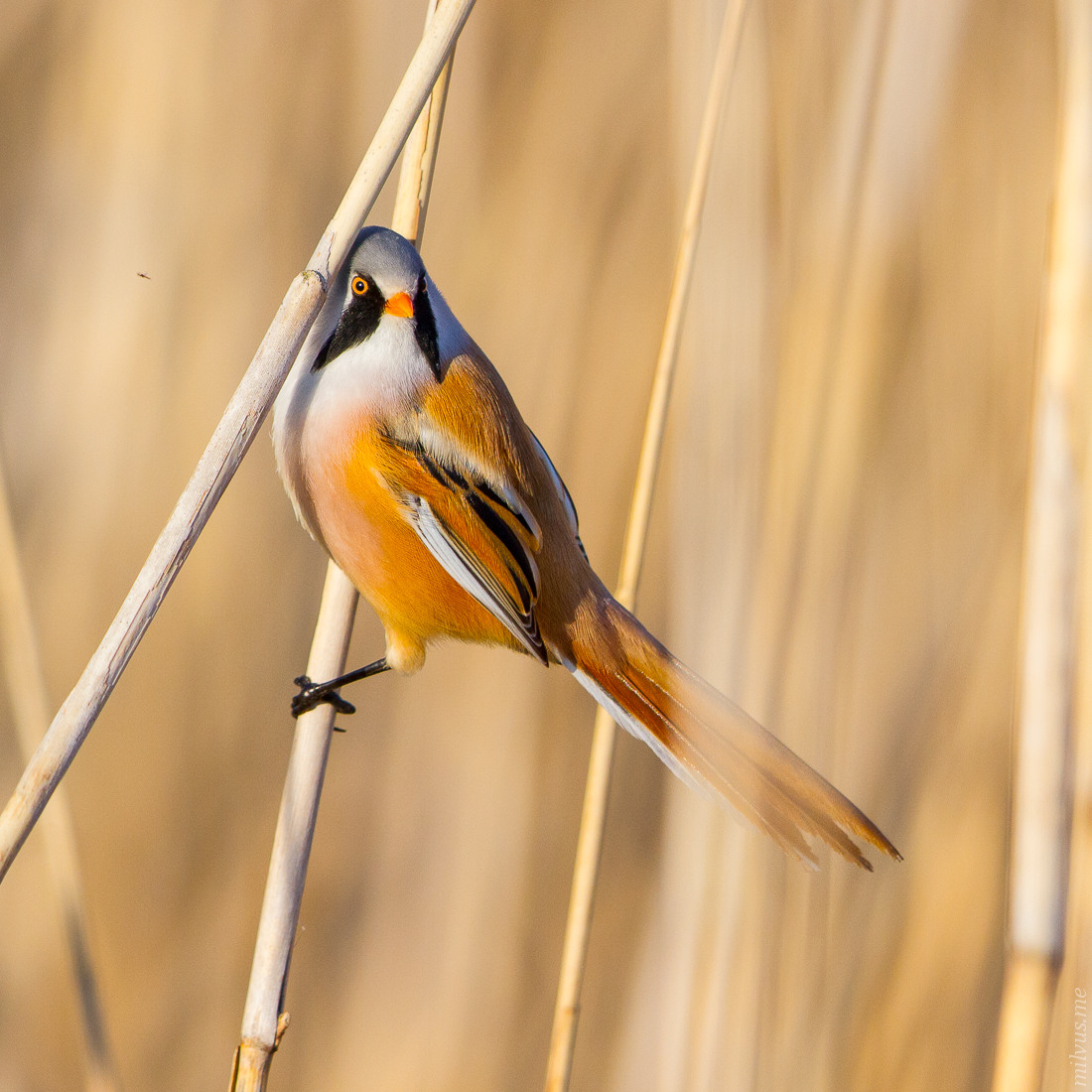 Bearded Tit