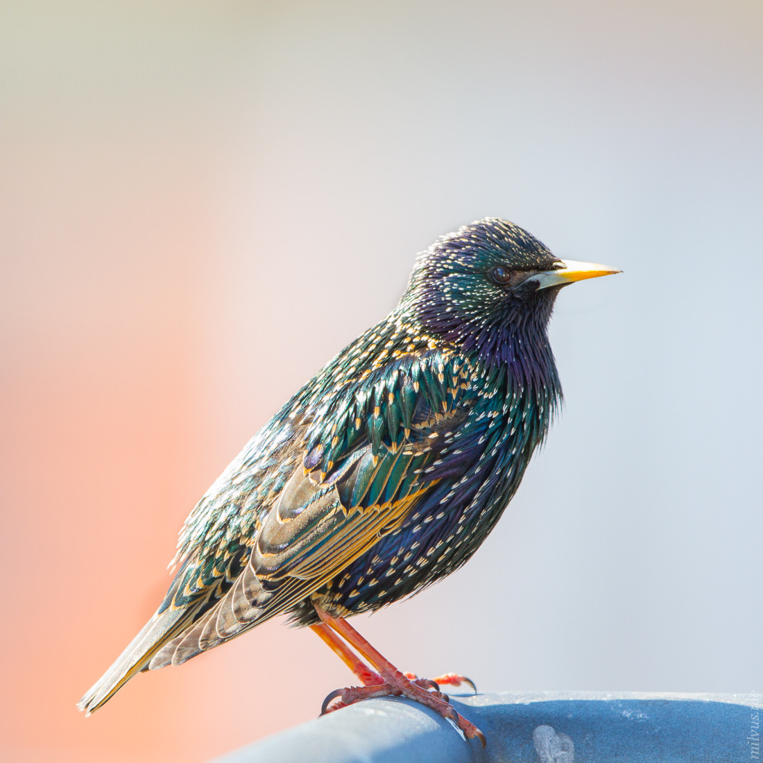 Starlings Returned