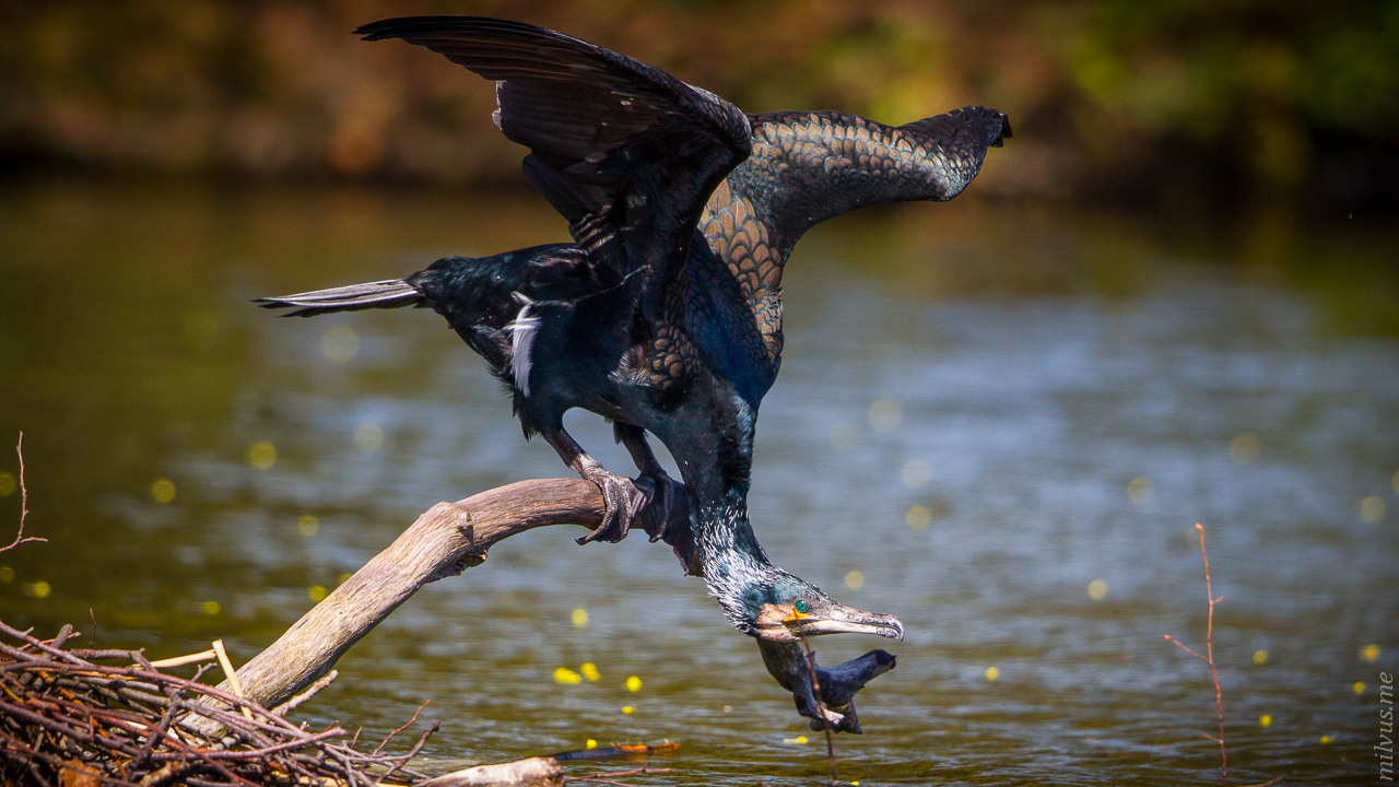 Cormorant II