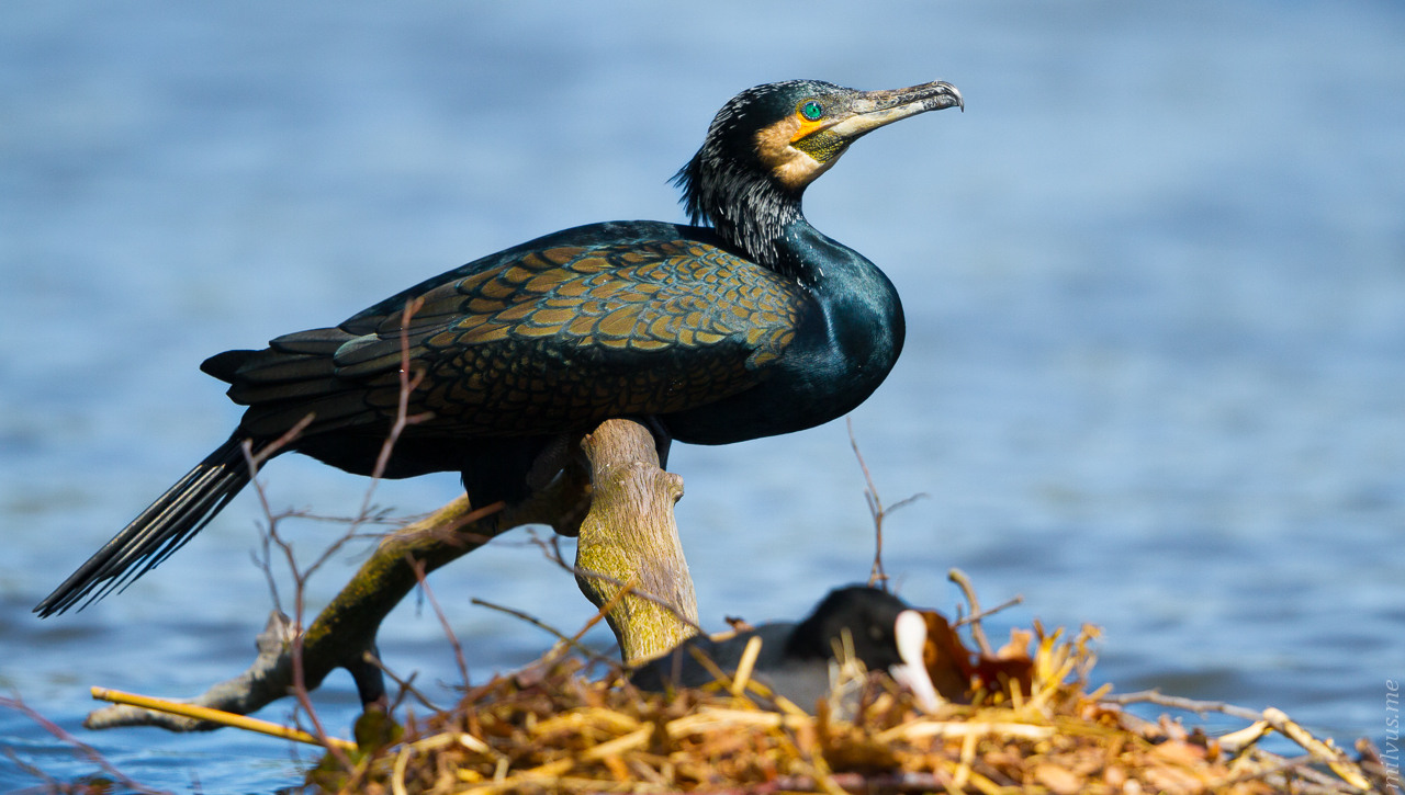 Cormorant