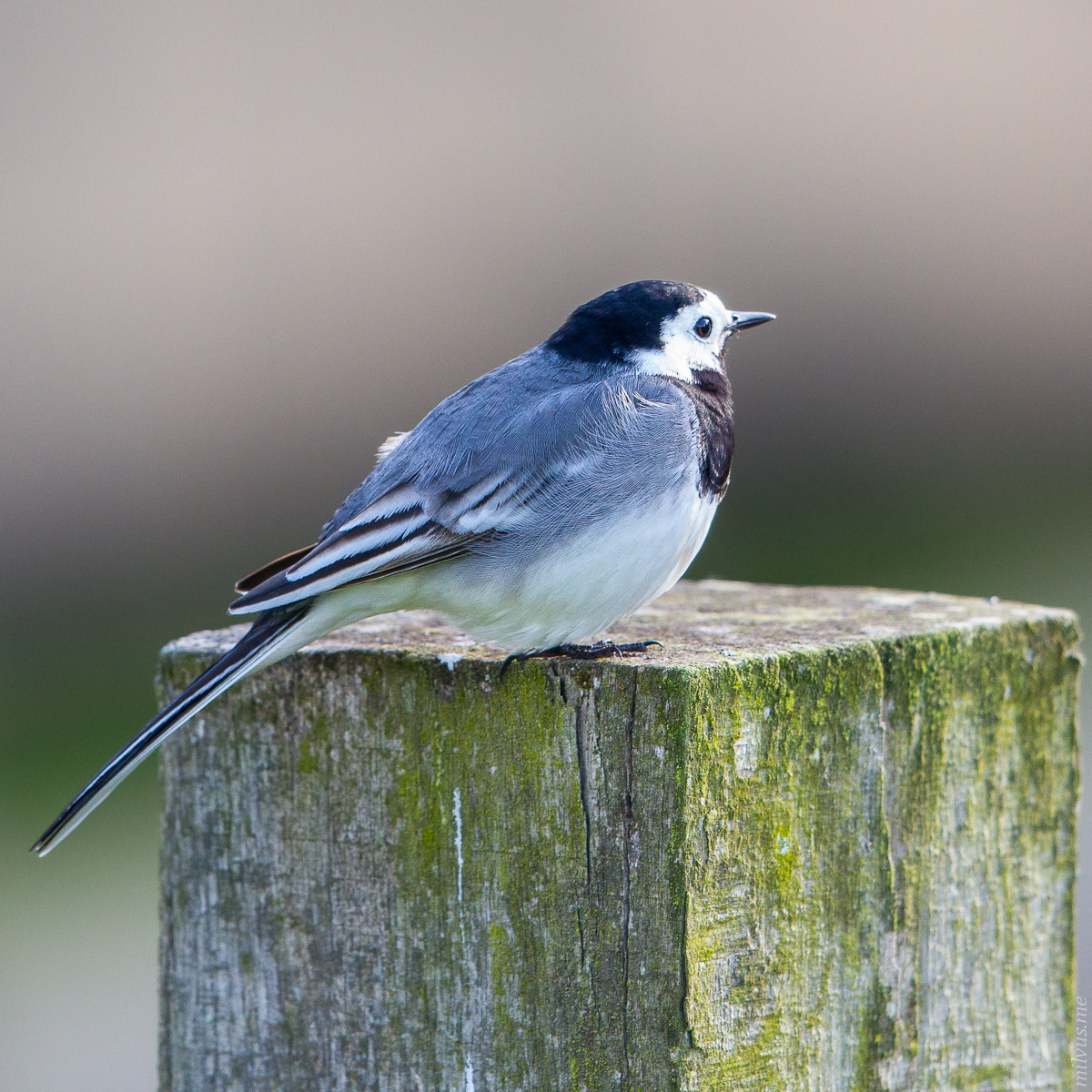 White Wagtail