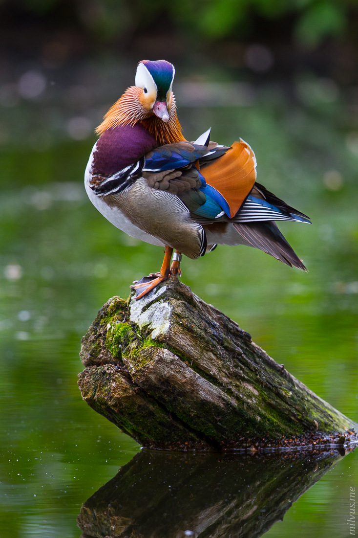 Mandarin Duck