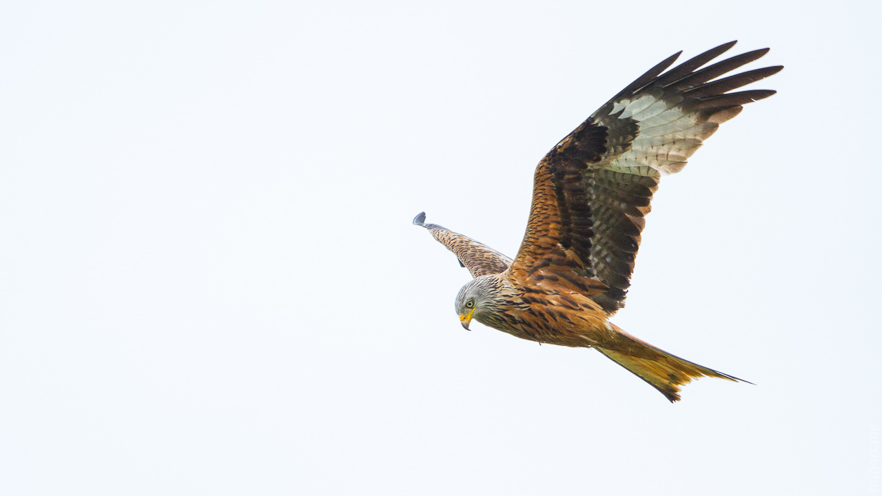 Red Kite