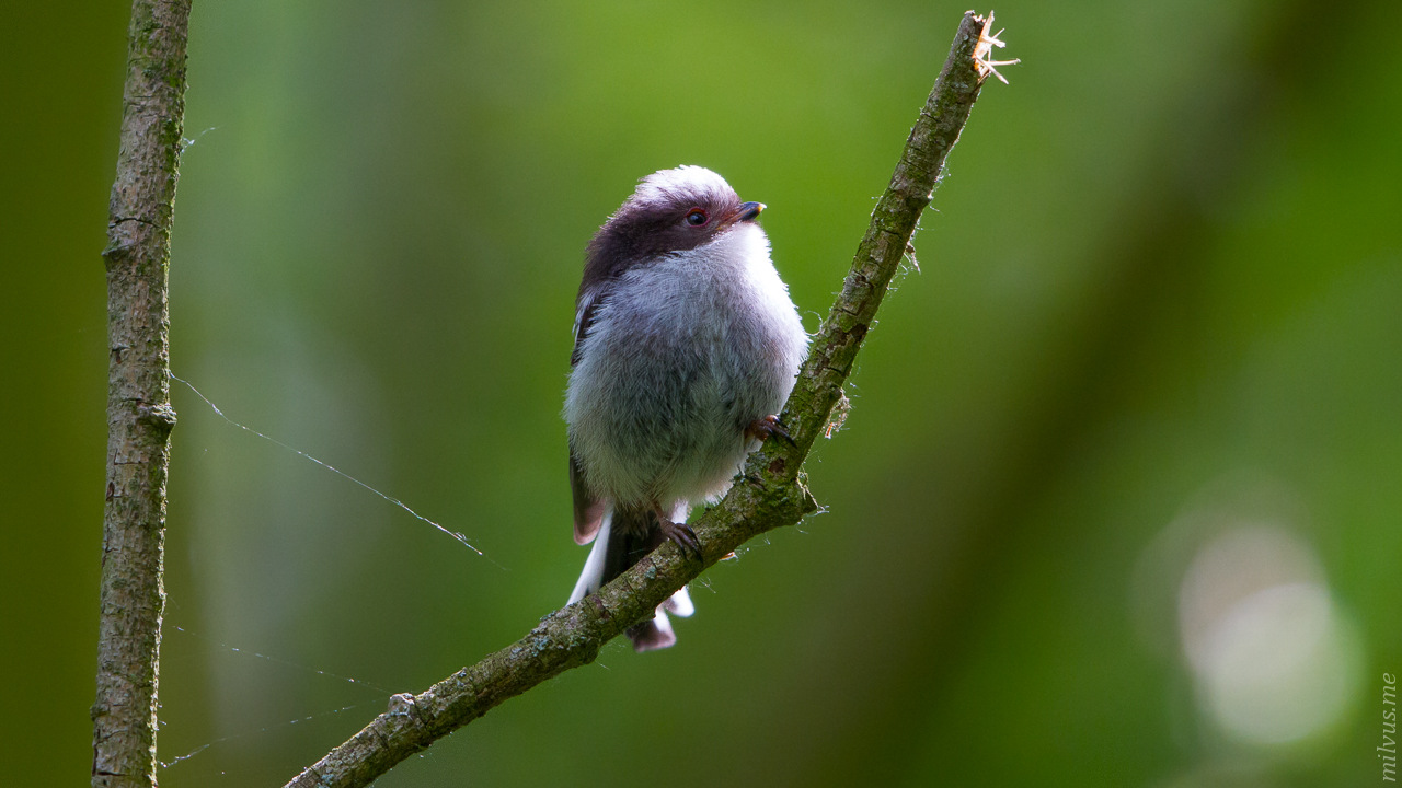 Long Tailed Tit