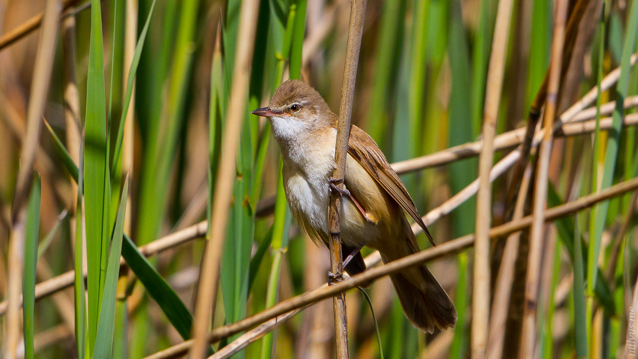 Great Reed Warbler