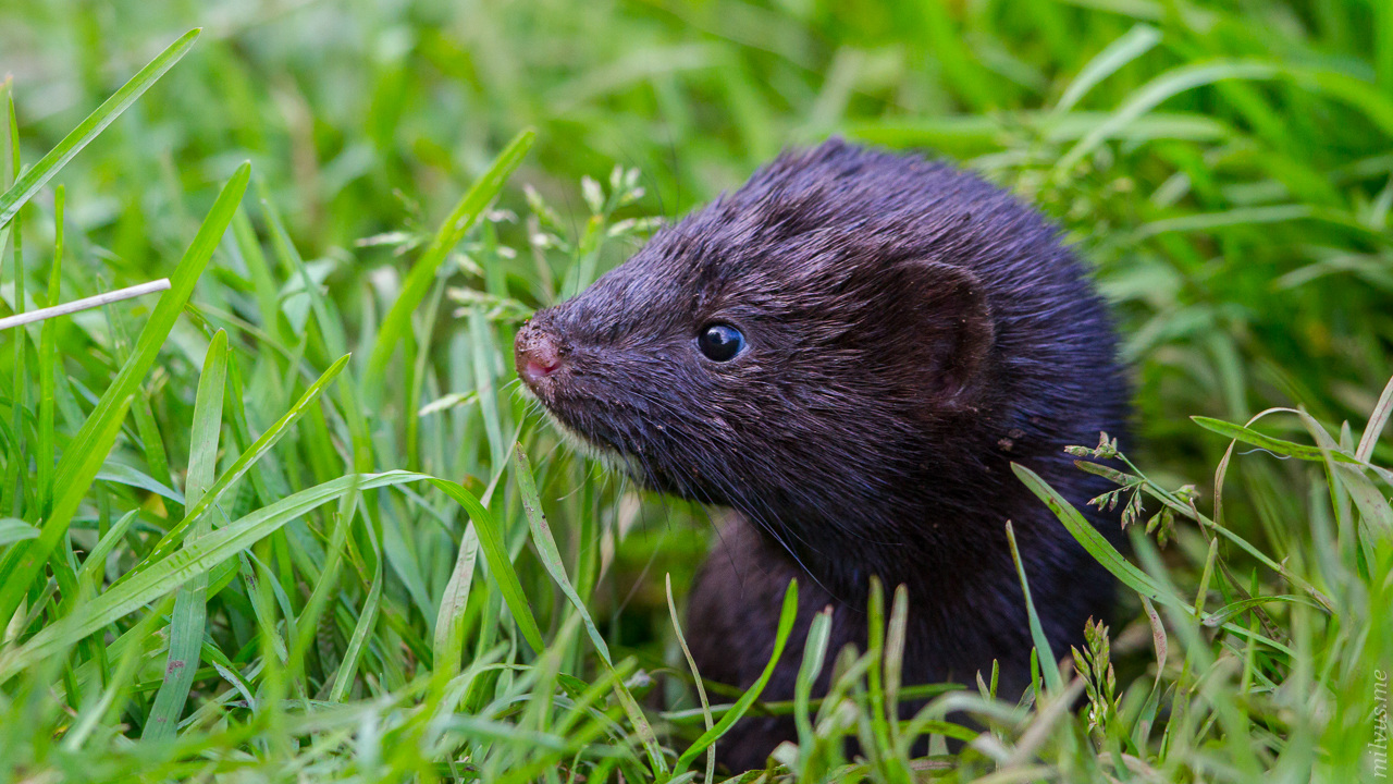 American mink