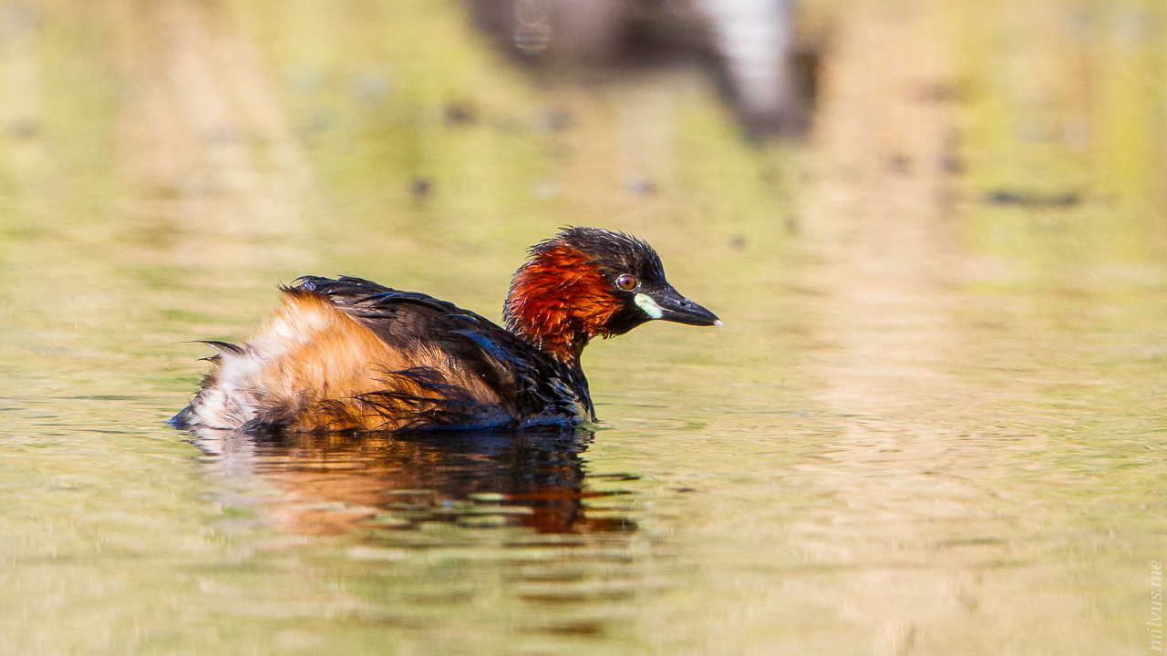 Little Grebe