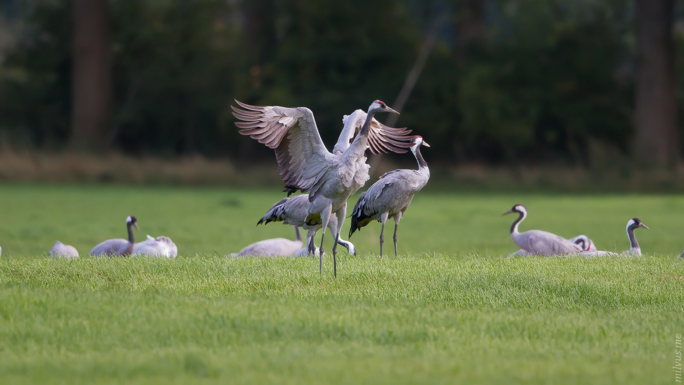 First Cranes