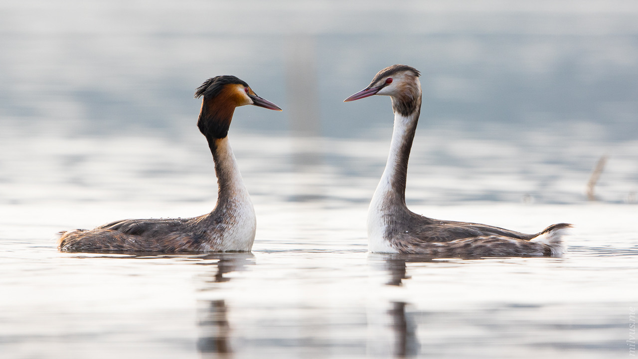 Courtship I