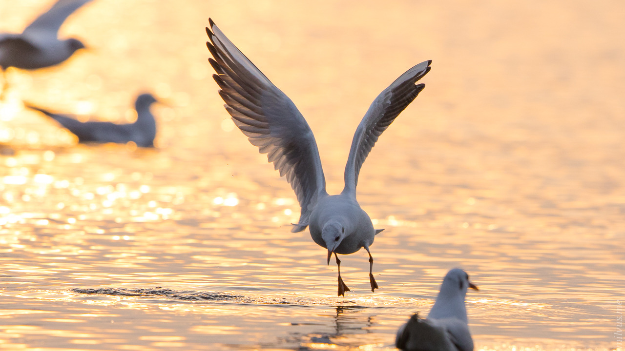 Gulls I