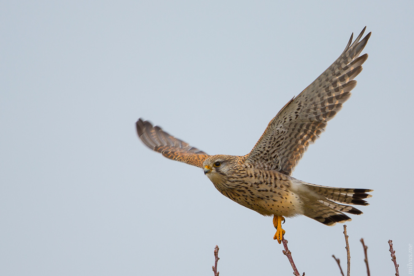 Common Kestrel