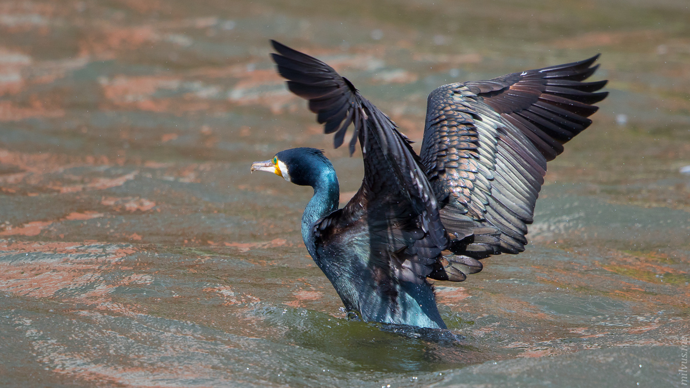 Cormorants