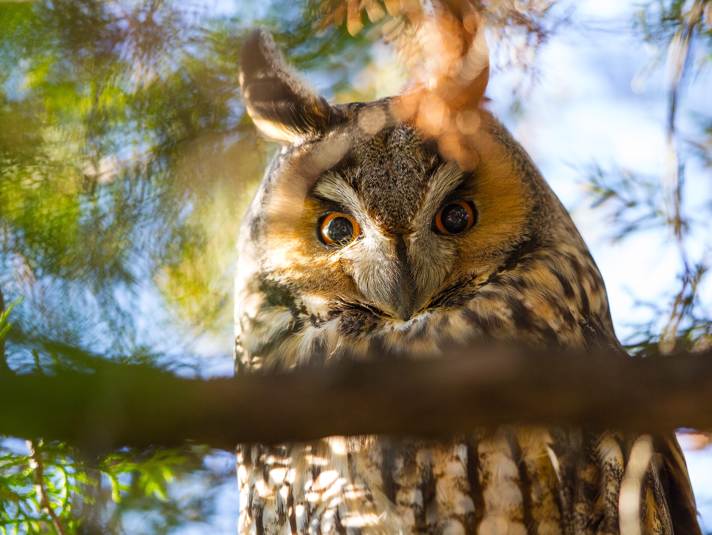 Long-eared owl