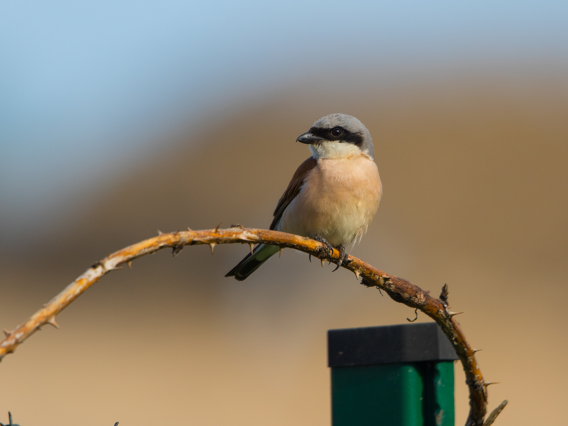 Red-backed shrike