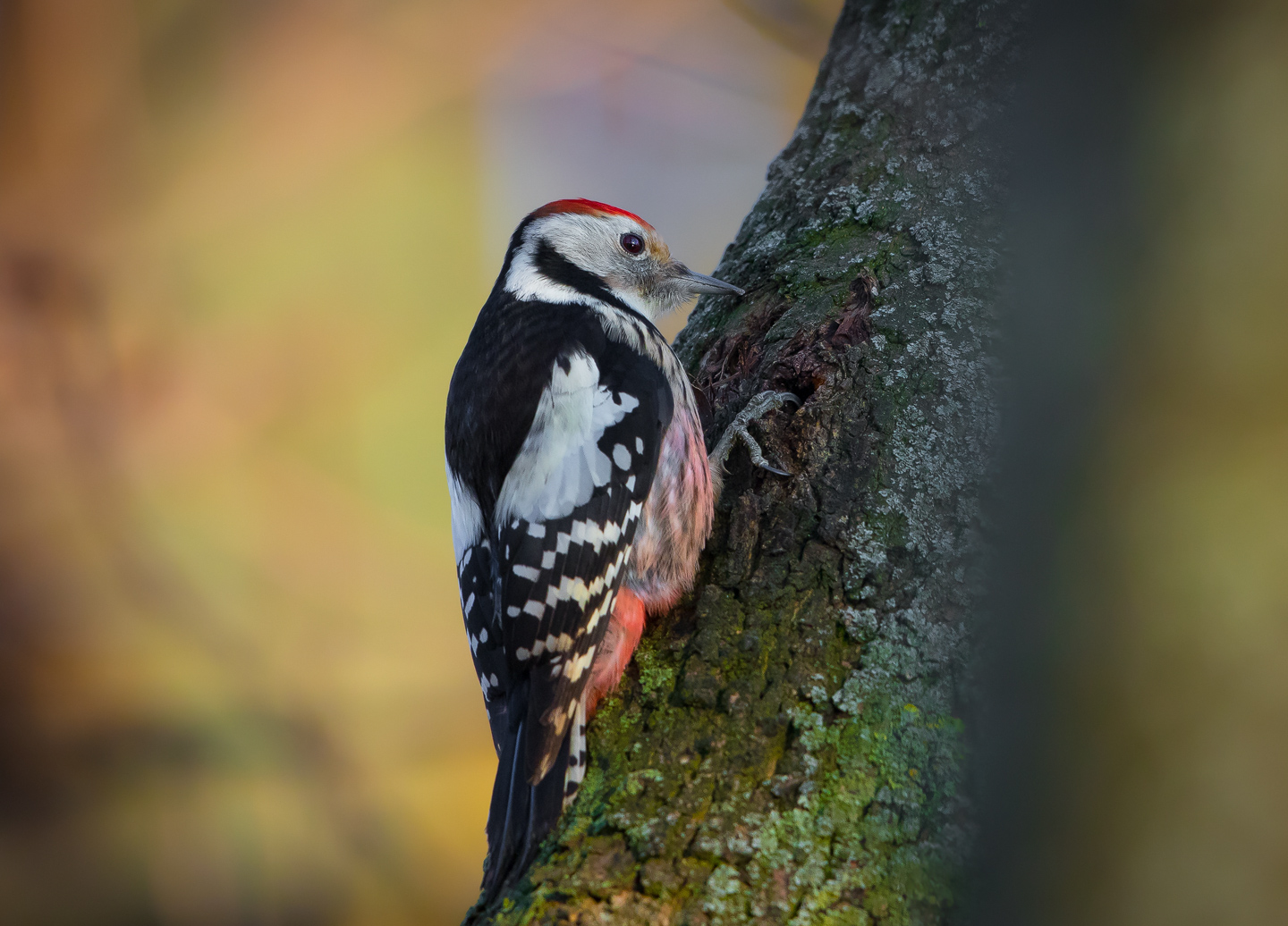 Middle Spotted Woodpecker II