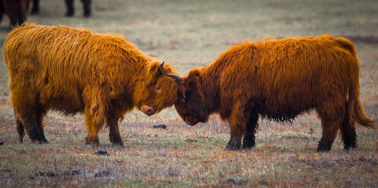 Highland Cattle