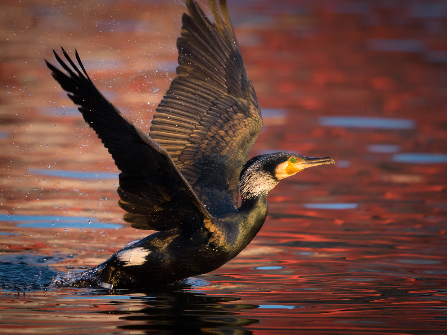 More Cormorant