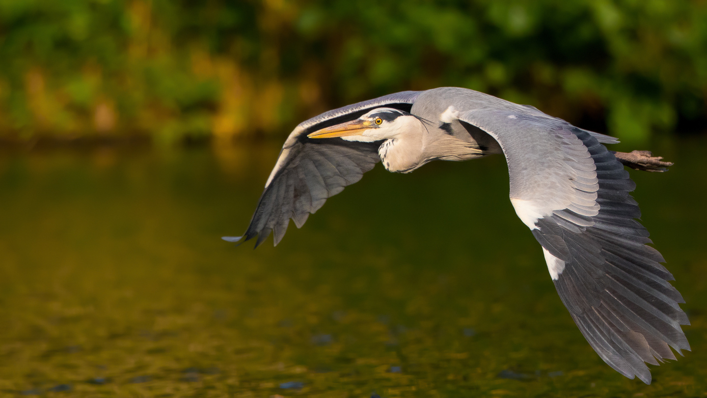 Flying Heron