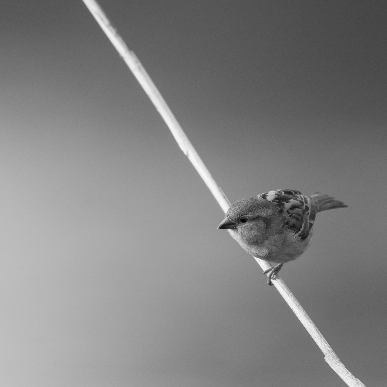 Lone Sparrow