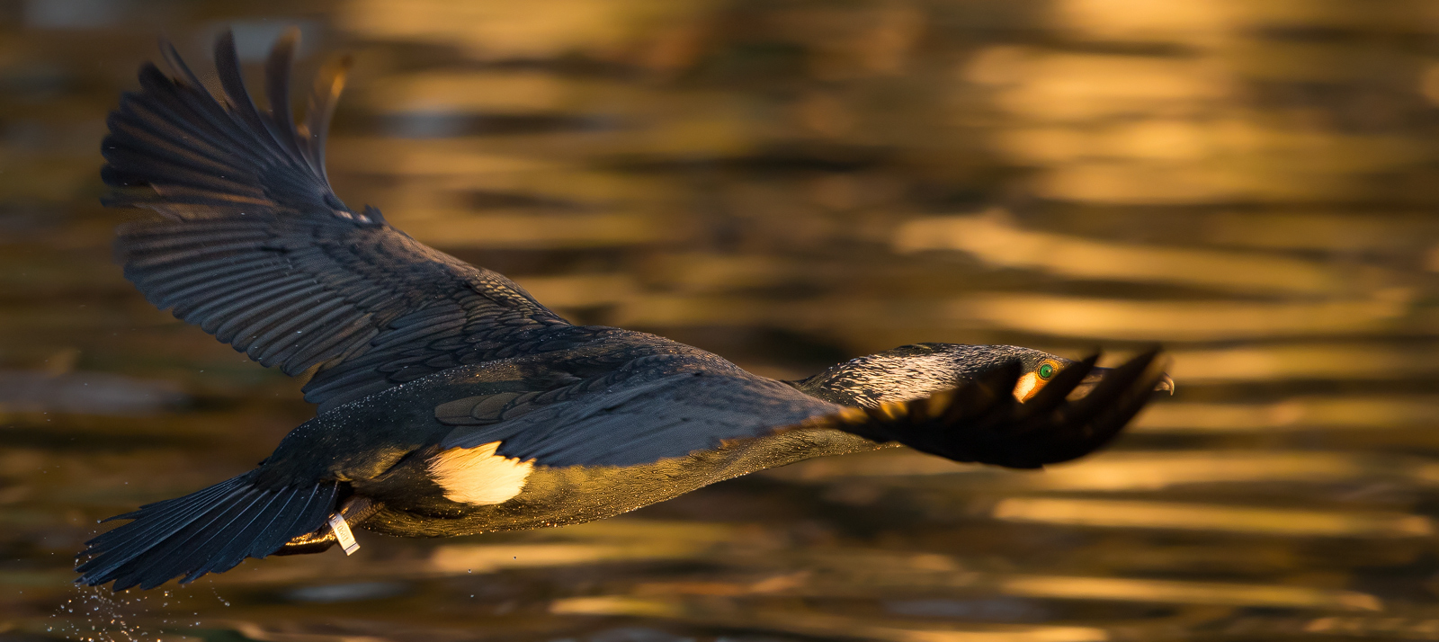 Hiding Cormorants