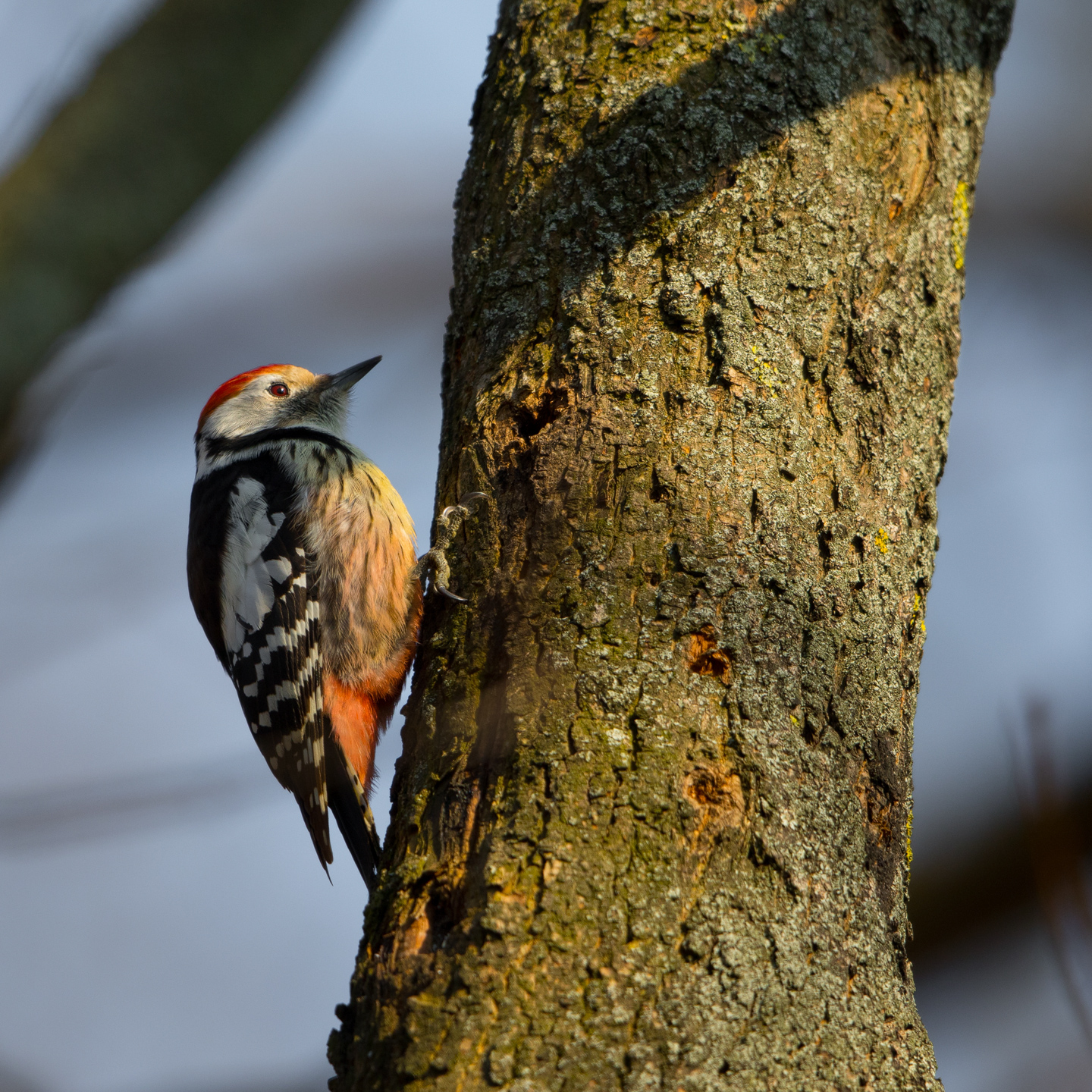 Middle spotted woodpecker