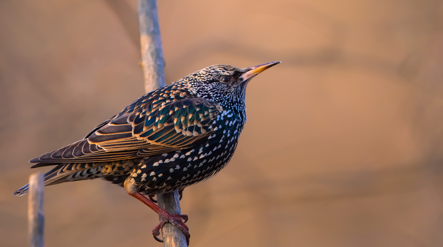 Starlings