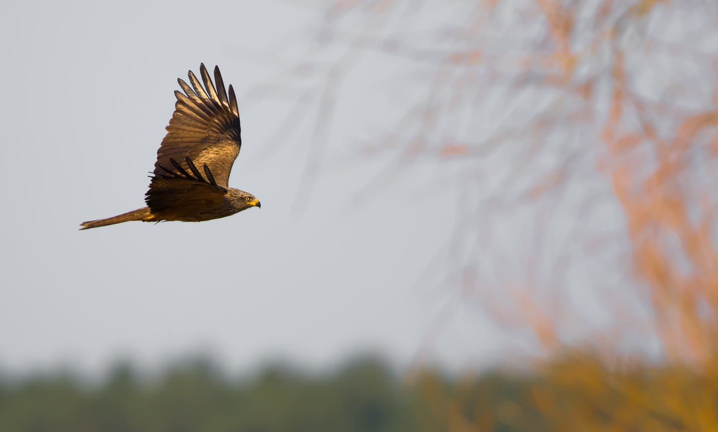 Black Kite