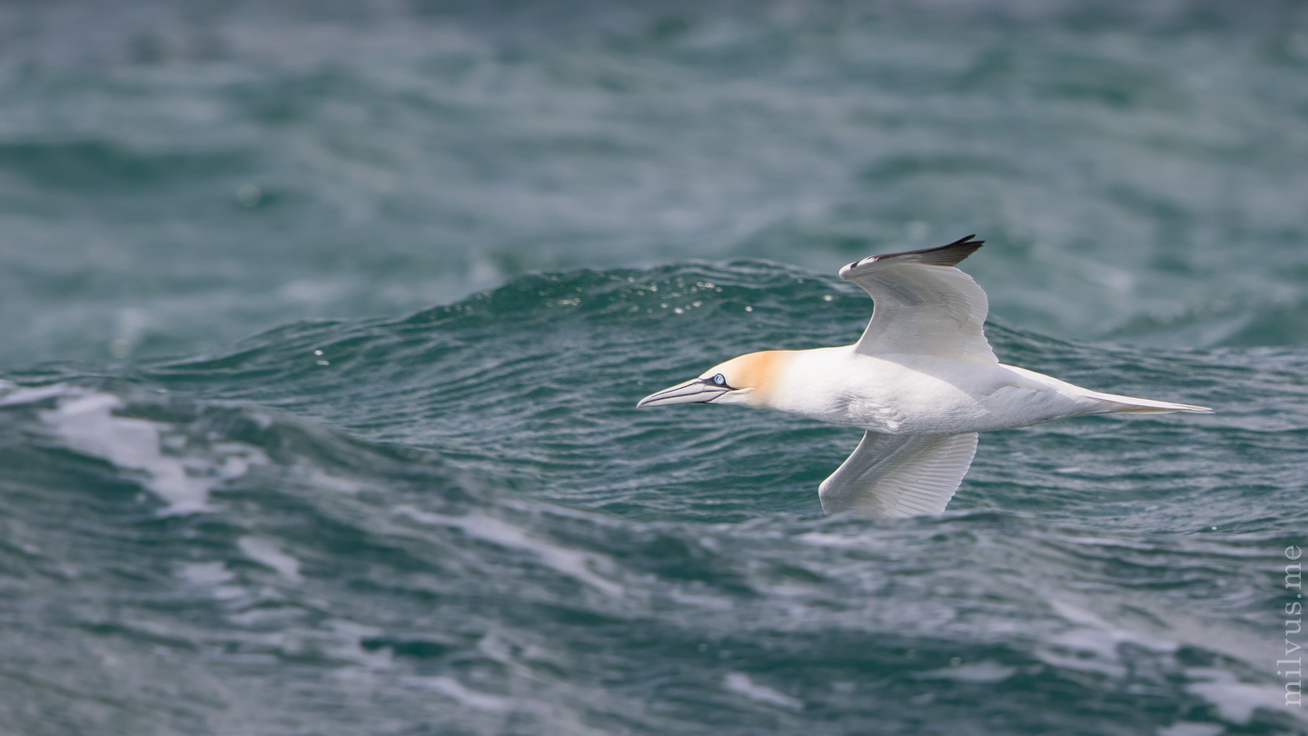 Isle of May – Gannets