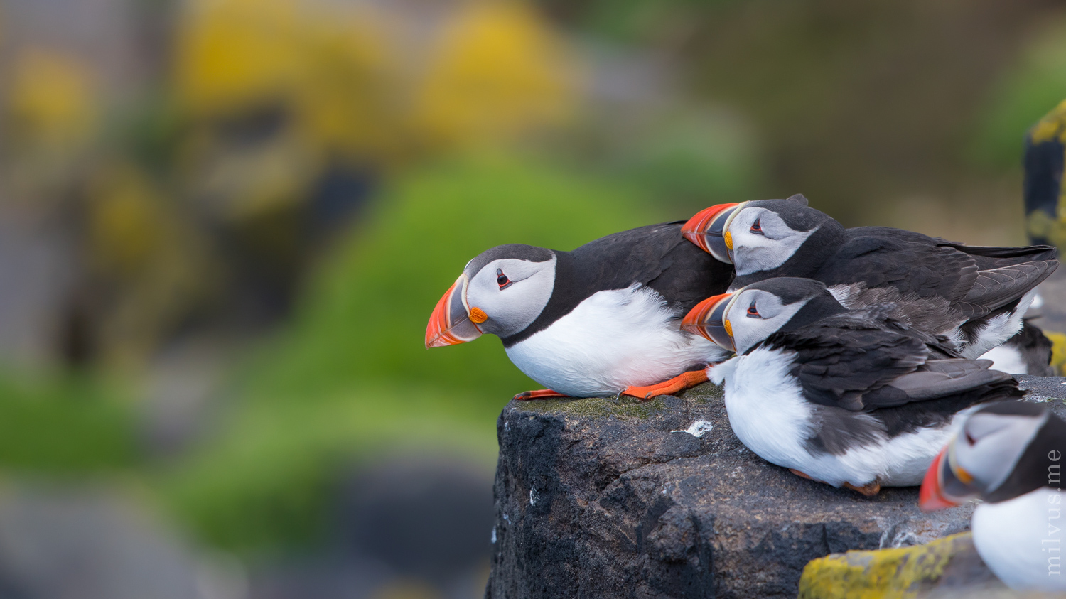 Scottish Puffins II