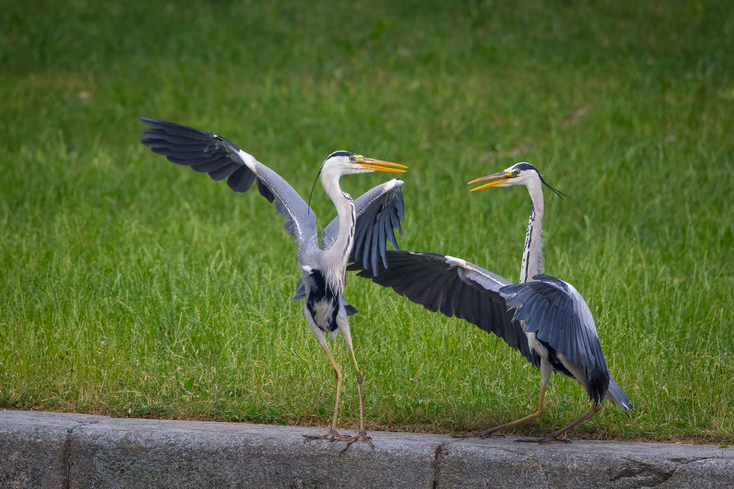 Herons arguing