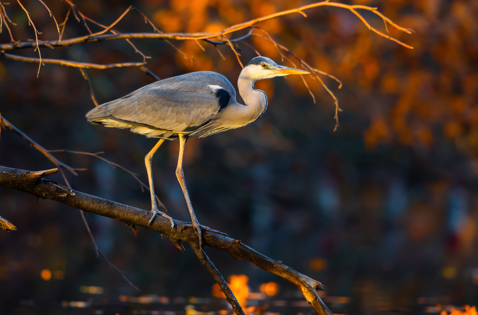 Heron in the Evening