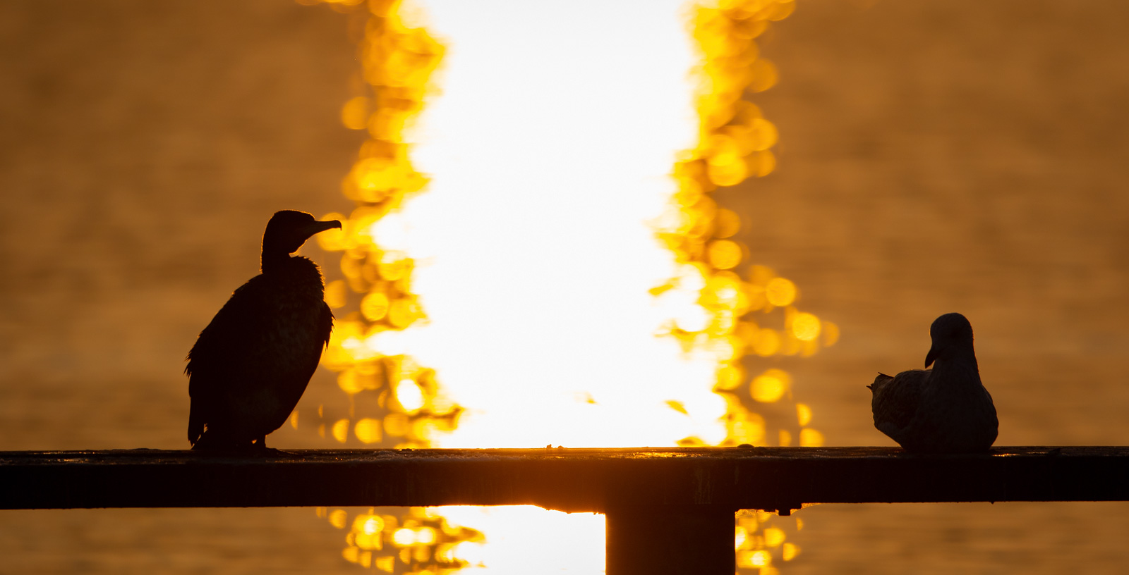 The Rant, the Gull and the Sun