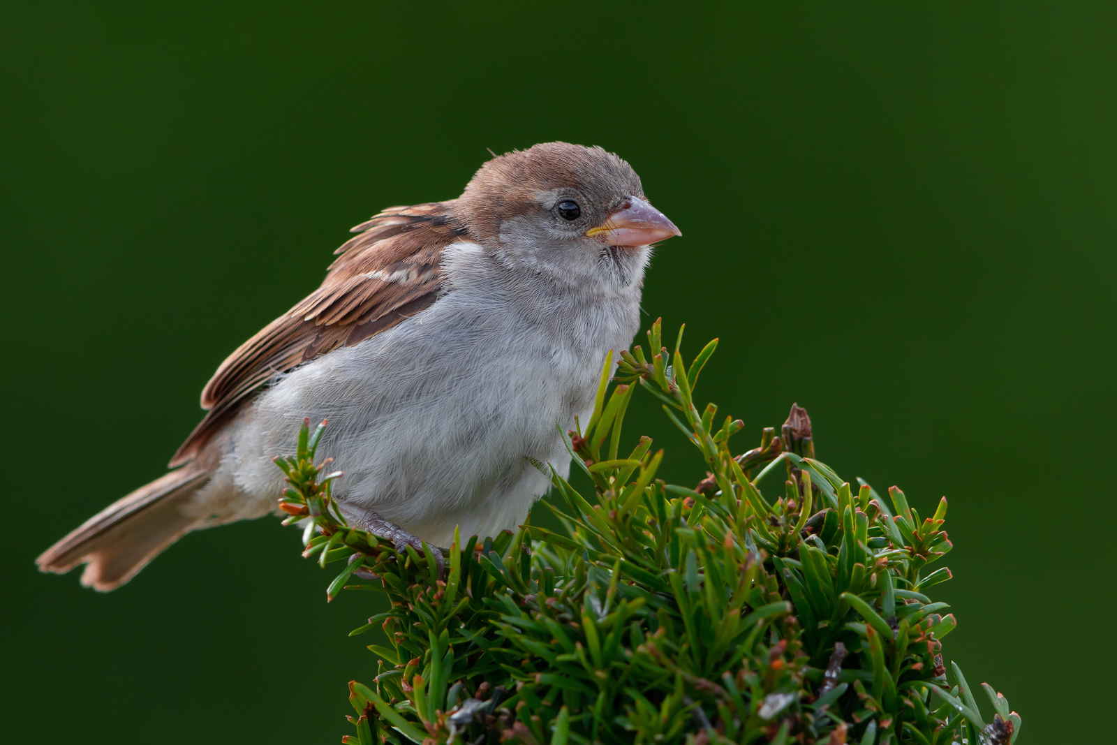 Young Sparrow