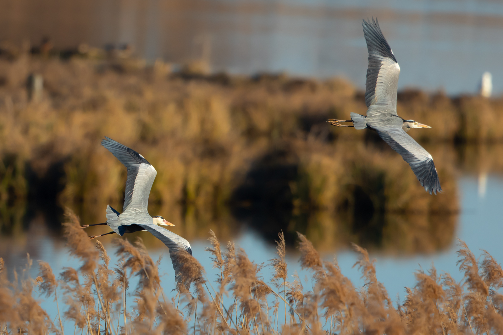 Herons in Teltow