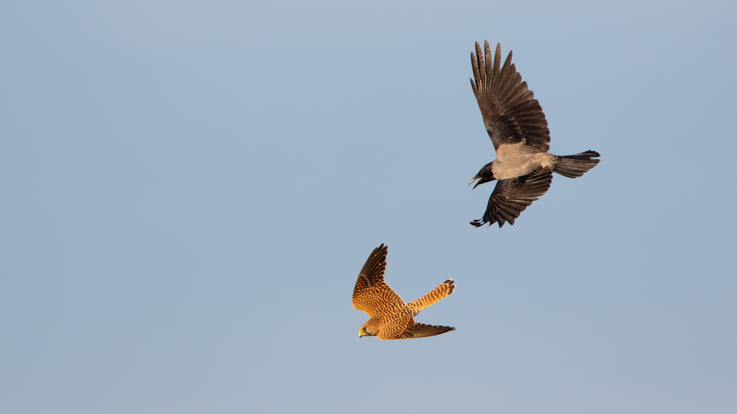 The Falcon and the Crow