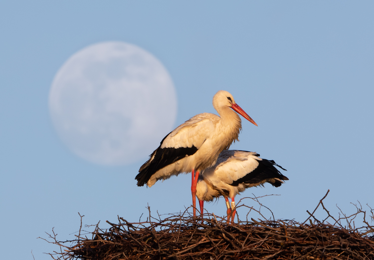 Nesting Storks